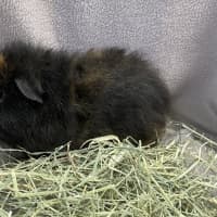 Photo of Teddy