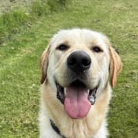 Photo of Scooby