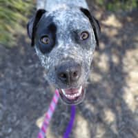Photo of Muffin