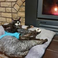 Photo of Diesel & Maggie