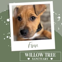 Photo of Finn