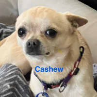 Photo of Coco & Cashew   4 & 2 Year Old Chihuahuas