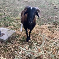 Photo of 1 Ewe & 1 Ram & Lamb 