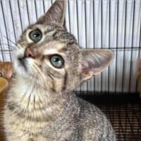 Photo of Stumpy (Has Half A Tail)