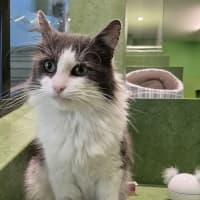 Photo of Kit