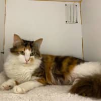 Photo of Kiri