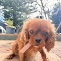 Photo of Buffy