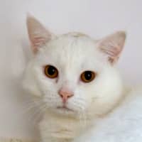 Photo of Jack Frost Sta013779