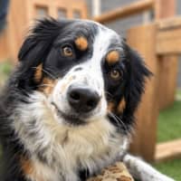 Photo of Marlee   4 Year Old Border Collie