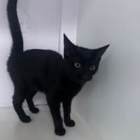 Photo of Ebony