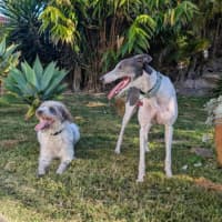 Photo of Flowers, The Greyhound