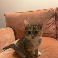 Photo of Cupcake