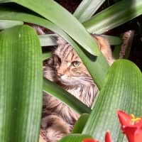 Photo of Jax