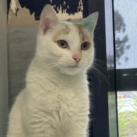 Photo of Marmalade
