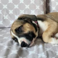 Photo of Iris   12 Week Old Kelpie X