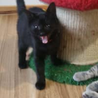 Photo of Soot