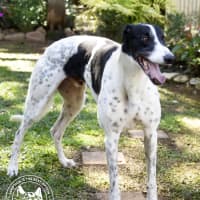 Photo of Ranger (Apache Malt)