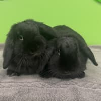 Photo of Lilly