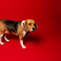 Photo of Hart   4 Year Old Beagle