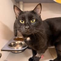 Photo of Bingus