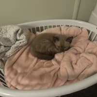 Photo of Mia