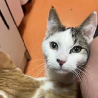 Photo of Oreo