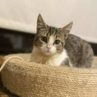 Photo of Pancake