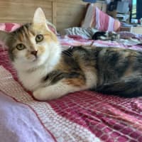 Photo of Tilly   In Foster In Bentleigh East