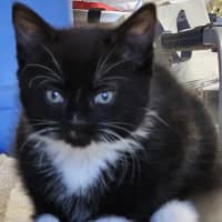 Photo of Ace **2nd Chance Cat Rescue **