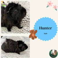 Photo of Hunter