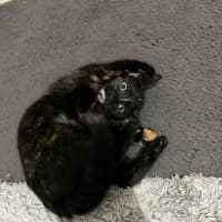 Photo of Caramel