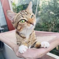 Photo of Buttercup