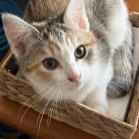Photo of Kit Kat