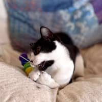 Photo of Sammy   Located In Eltham