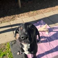 Photo of Zephyr