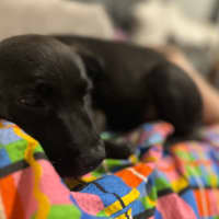 Photo of Gertie   4 Month Old Labrador X (Trial 28/12)
