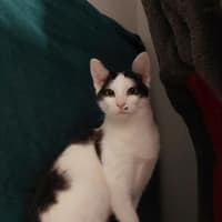 Photo of Hercule Poirot