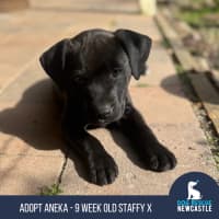 Photo of Aneka   9 Week Old Staffy X