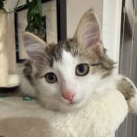 Photo of Toulouse