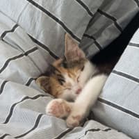 Photo of Scarlett ❤️ Meet Me At Petstock Hastings 23/3