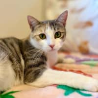 Photo of Willow   Located In Doreen