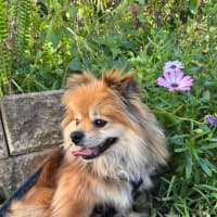 Photo of Milo