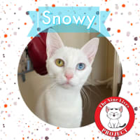 Photo of Snowy *9 Lives Project Rescue*