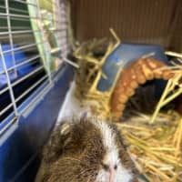 Photo of Mochi