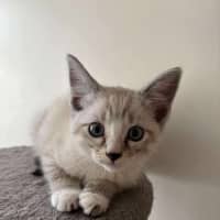 Photo of Luna