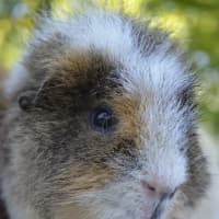 Photo of Rusty, Pumpkin And Scooter