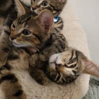 Photo of  Joey   Now At Pet Quarters Belmont 