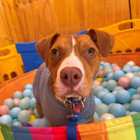 Photo of Benson Bee (B.B)