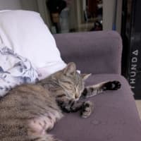 Photo of Misty Tabby