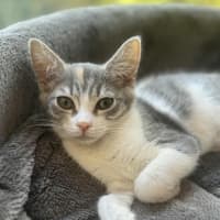Photo of Pixie   In Foster Care In Cranbourne